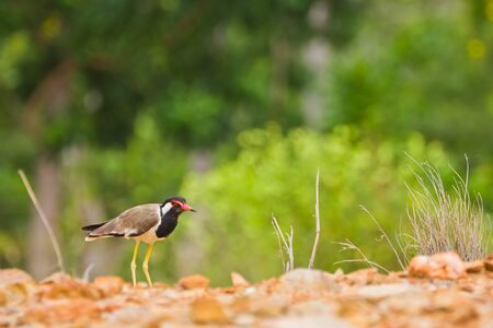 Red-wattled Lapwing bird on natureの写真素材