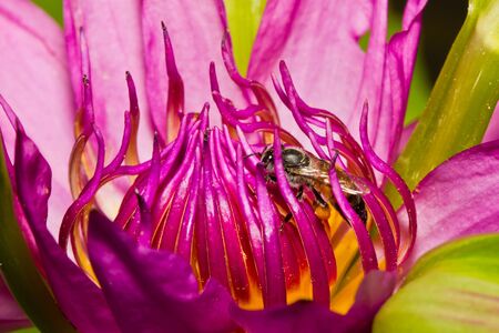 Close up of pink lotus flower and bee in a pond