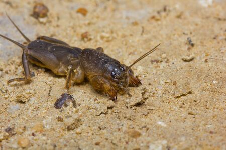 Mole Cricket on the ground,thailandの写真素材