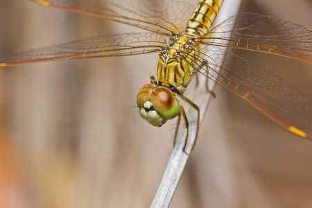 close up of dragonfly on branchの写真素材