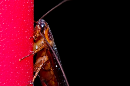 Close up of cockroach on wallの写真素材