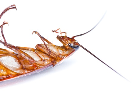 Close up of a death cockroach on white background