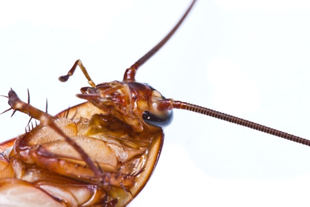 Close up of a death cockroach on white backgroundの写真素材