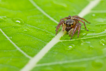 close up of jumper spider on green leaf