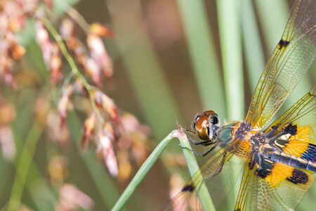 close up of dragonfly on branchの写真素材