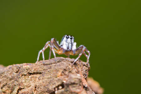 close up of jumper spider on branchの写真素材