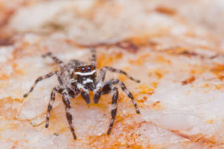 close up of jumper spider on the stoneの写真素材