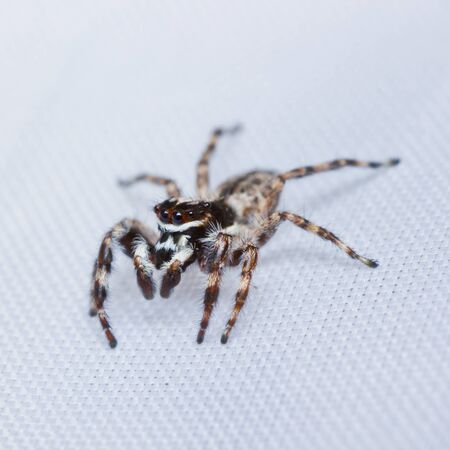 close up of jumper spider on white background