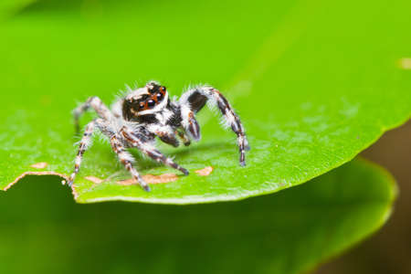close up of jumper spider on leaf
