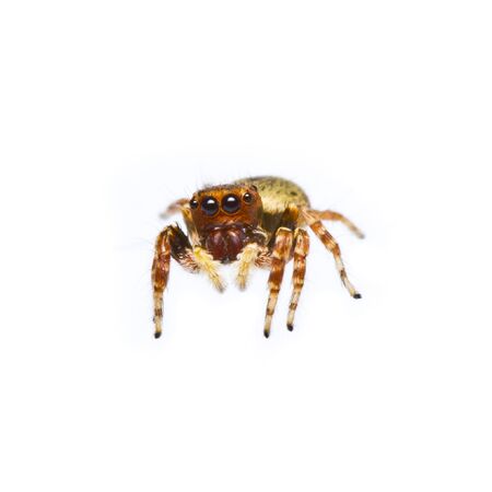 close up of orange jumper spider on white background