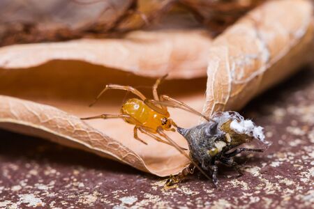 Spider and its preyの写真素材