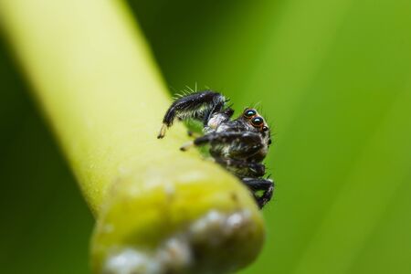 close up of jumper spider