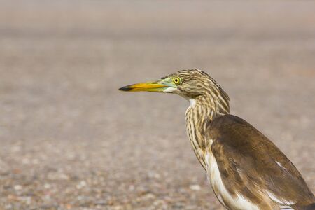 Great Bittern on the roadの写真素材