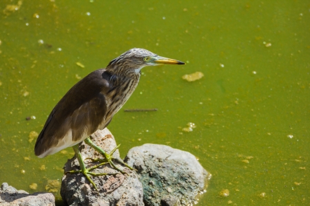 Great Bittern on the lagoon
