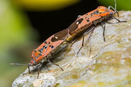 Pair of Cotton-stainer bugs mating