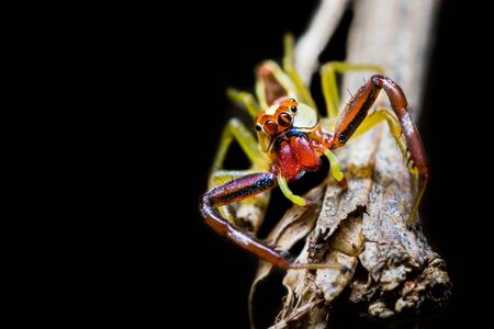 A Male Jumping Spider type Epocilla calcarataの写真素材