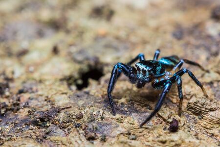 Close up of Jumping spider on treeの写真素材