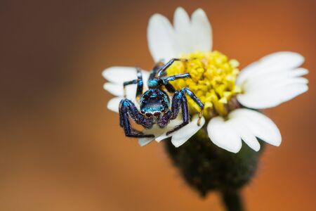 Close up of Jumping spider on flowerの写真素材