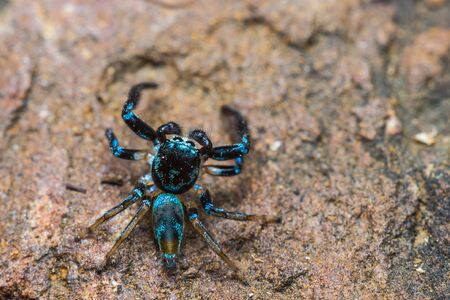 Close up of Jumping spider on stoneの写真素材
