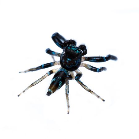 Close up of Jumping spider on white backgroundの写真素材