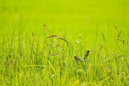 Baya Weaver eat rice on fieldの写真素材