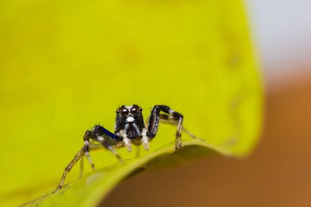 Male Chrysilla Versicolor Jumping Spiderの写真素材