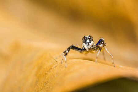 Male Chrysilla Versicolor Jumping Spider