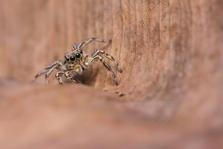 Male Plexippus Petersi jumping spider