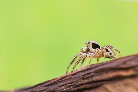 Male Plexippus Petersi jumping spider