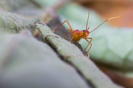 Macro shot of an assassin bugの写真素材