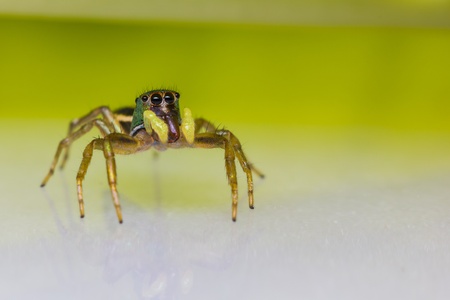 Male cosmophasis umbratica jumping spider