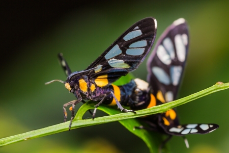 Pair of Euchormiid butterfly matingの写真素材