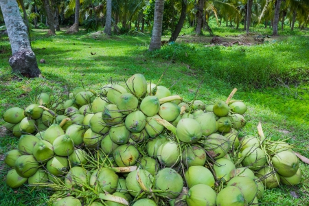 Field of coconut trees in thailandの写真素材