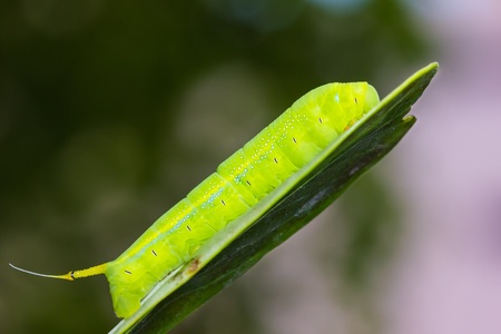 Close up of the green caterpillar