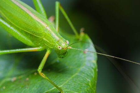 Close up green bushcricket perched on a leafの写真素材
