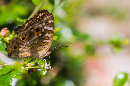 Close up of beauty butterfly on flower