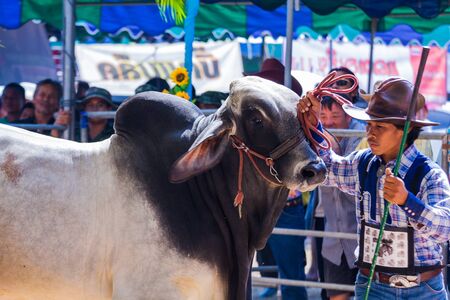 PRACHUAPKHIRIKHAN, THAILAND - DECEMBER 16 : Unidentified cows at competition of beauty "Livestock Show 2012" on December 16, 2012 in Pranburi, Prachuapkhirikhan, Thailandのeditorial素材