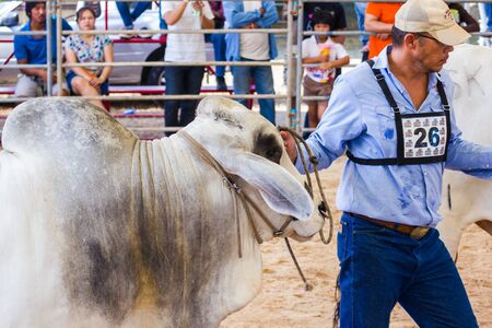 PRACHUAPKHIRIKHAN, THAILAND - DECEMBER 16 : Unidentified cows at competition of beauty "Livestock Show 2012" on December 16, 2012 in Pranburi, Prachuapkhirikhan, Thailandのeditorial素材