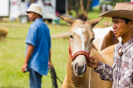PRACHUAPKHIRIKHAN, THAILAND - DECEMBER 16 : Unidentified horse at competition of beauty "Livestock Show 2012" on December 16, 2012 in Pranburi, Prachuapkhirikhan, Thailandのeditorial素材