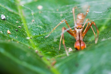 Male Myrmarachne plataleoides jumping spider on cobwebの写真素材