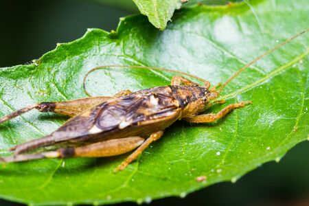 Close up of cricket on green leafの写真素材