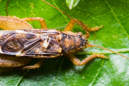 Close up of cricket on green leafの写真素材