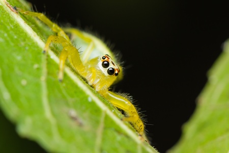 Epocilla calcarata jumping Spider on green leafの写真素材