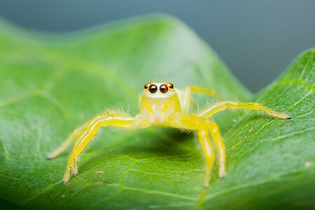 Epocilla calcarata jumping Spider on green leaf