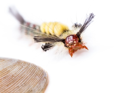 strange caterpillar with many venomous spines on white backgroundの写真素材