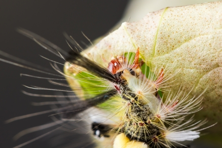 strange caterpillar with many venomous spines eating green leaf
