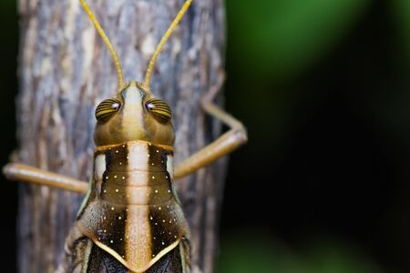 Close up of a big grasshopper on branchの写真素材