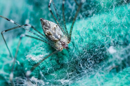 Close up of Giant House Spiderの写真素材
