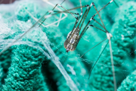 Close up of Giant House Spiderの写真素材