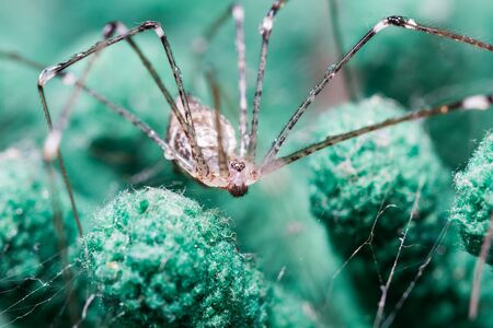 Close up of Giant House Spiderの写真素材